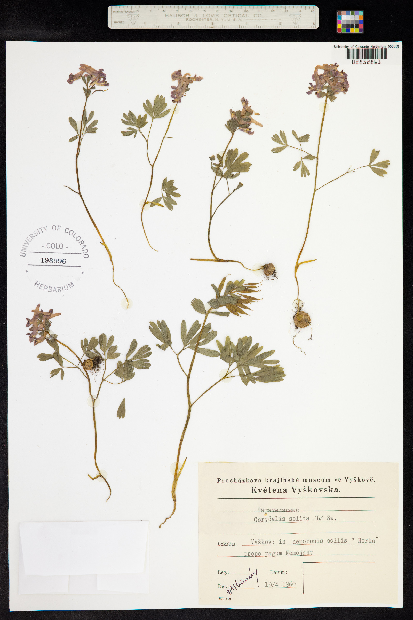 Corydalis solida image