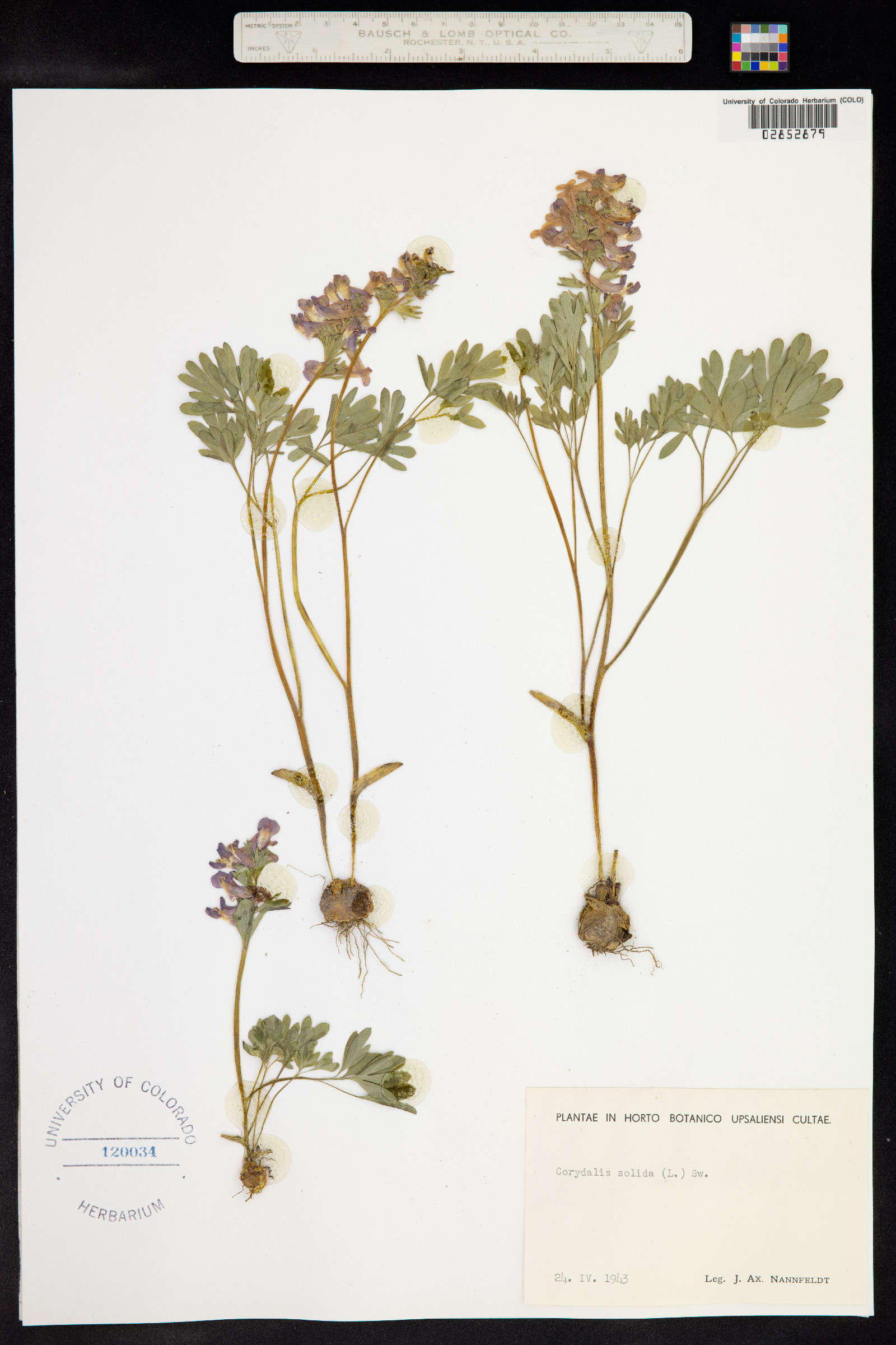 Corydalis solida image