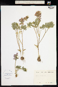 Corydalis solida image