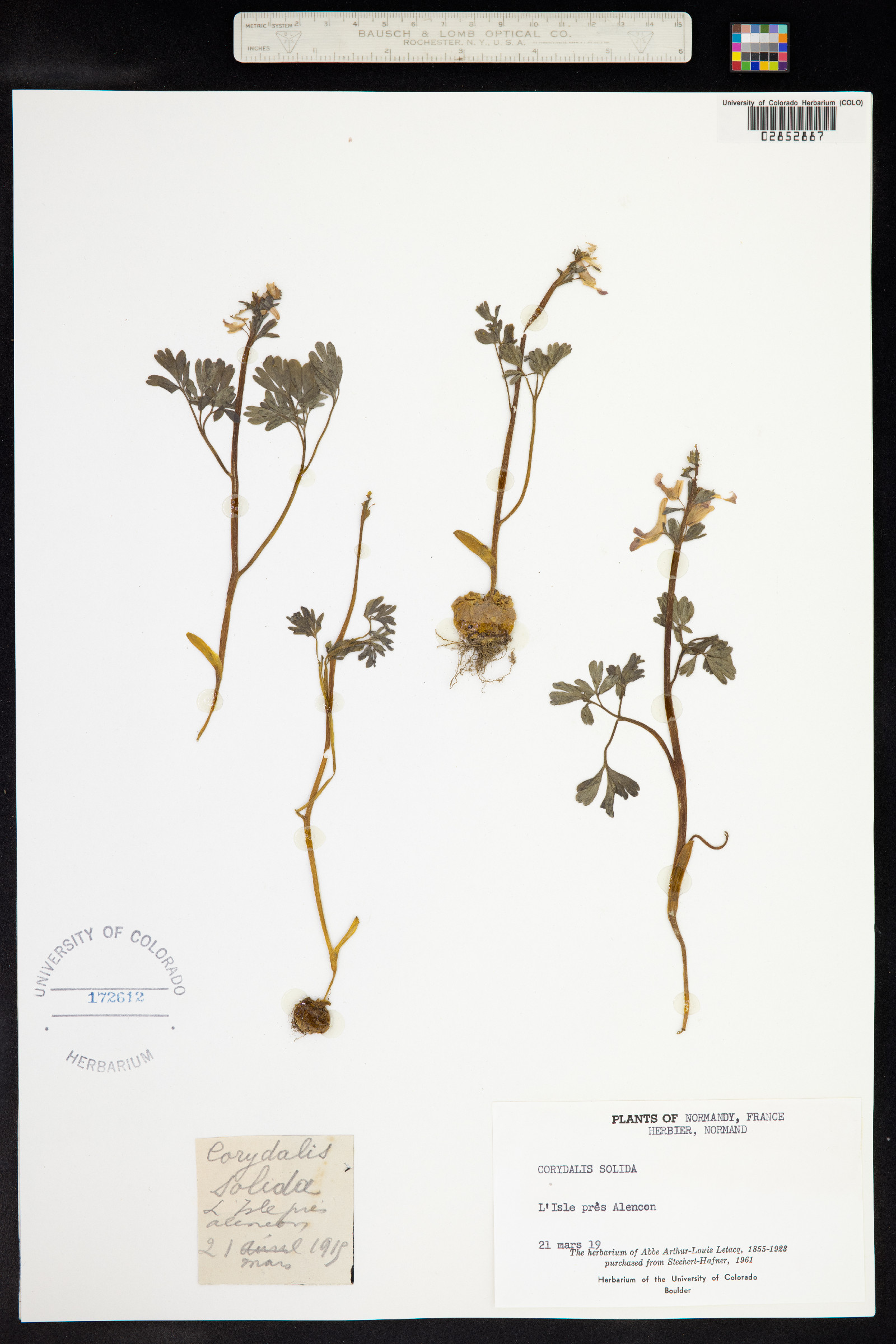 Corydalis solida image