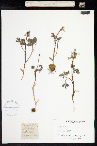 Corydalis solida image