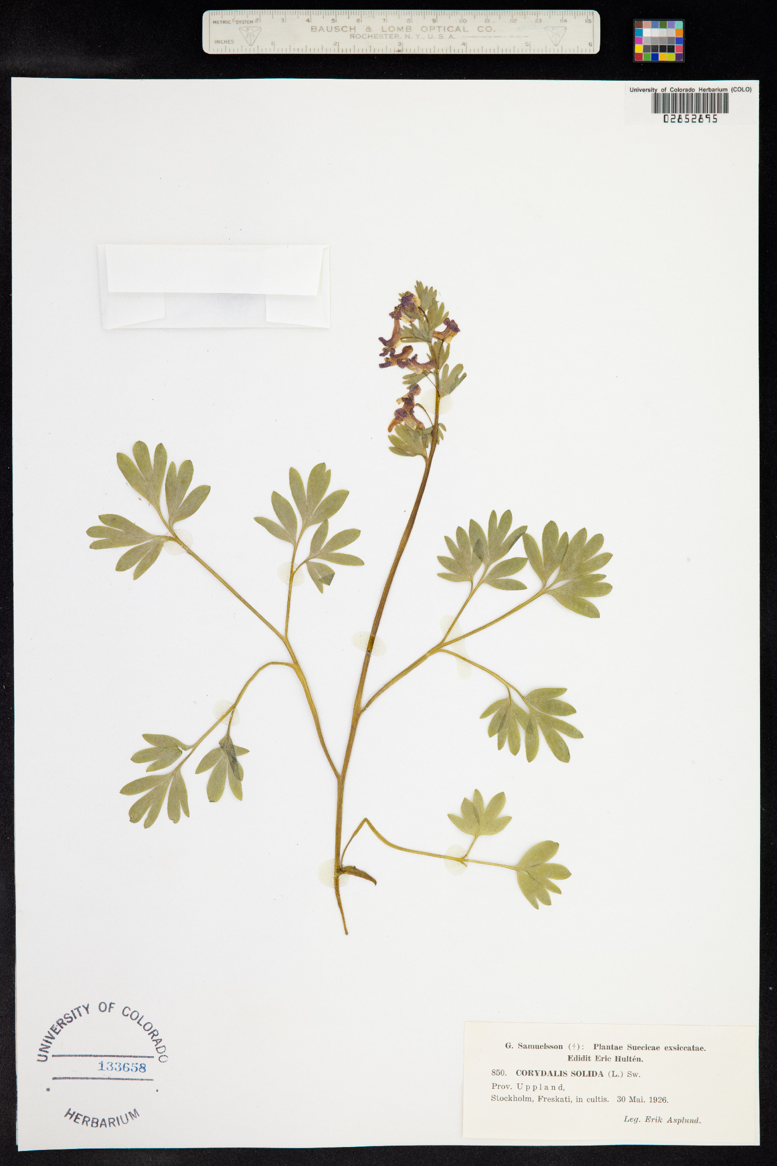 Corydalis solida image