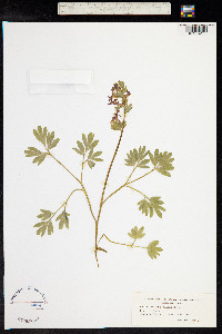 Corydalis solida image
