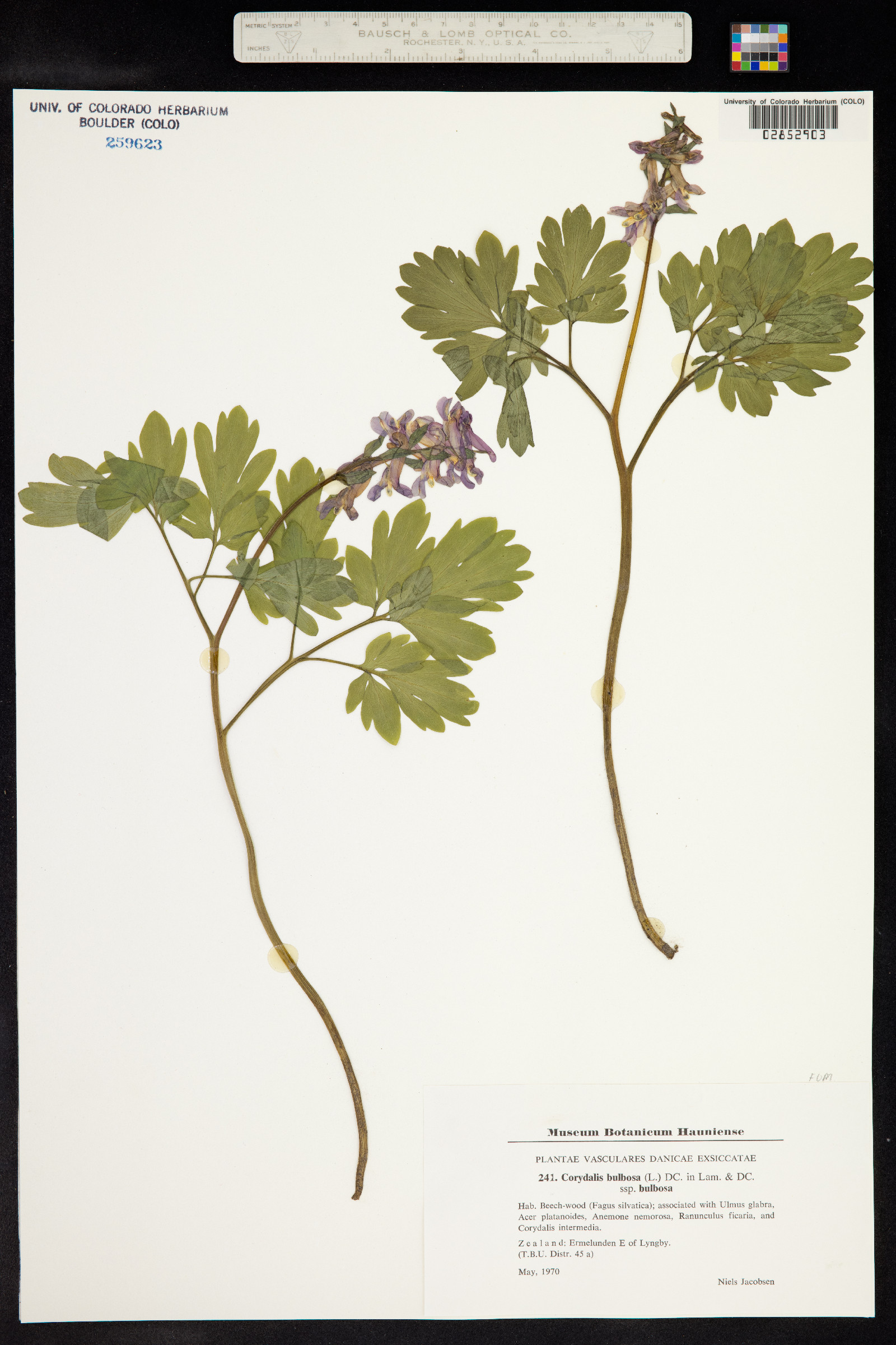 Corydalis solida image