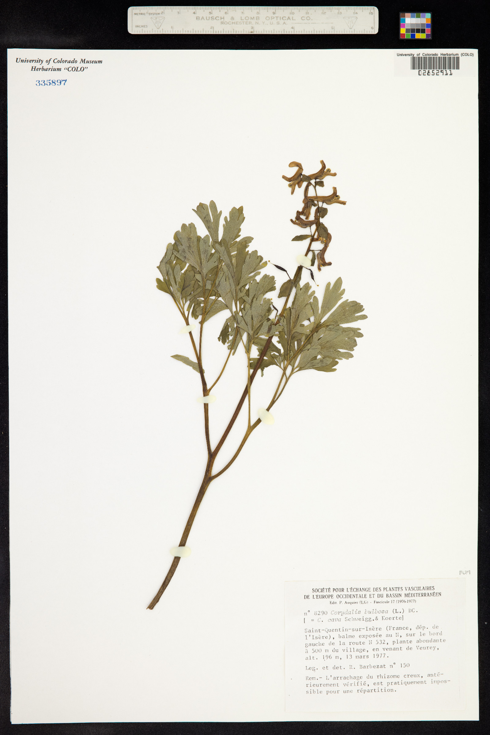 Corydalis solida image