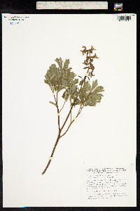 Corydalis solida image