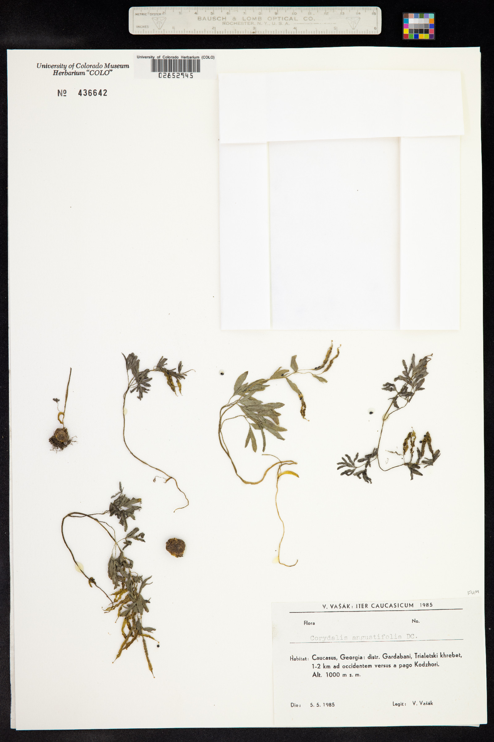 Corydalis angustifolia image