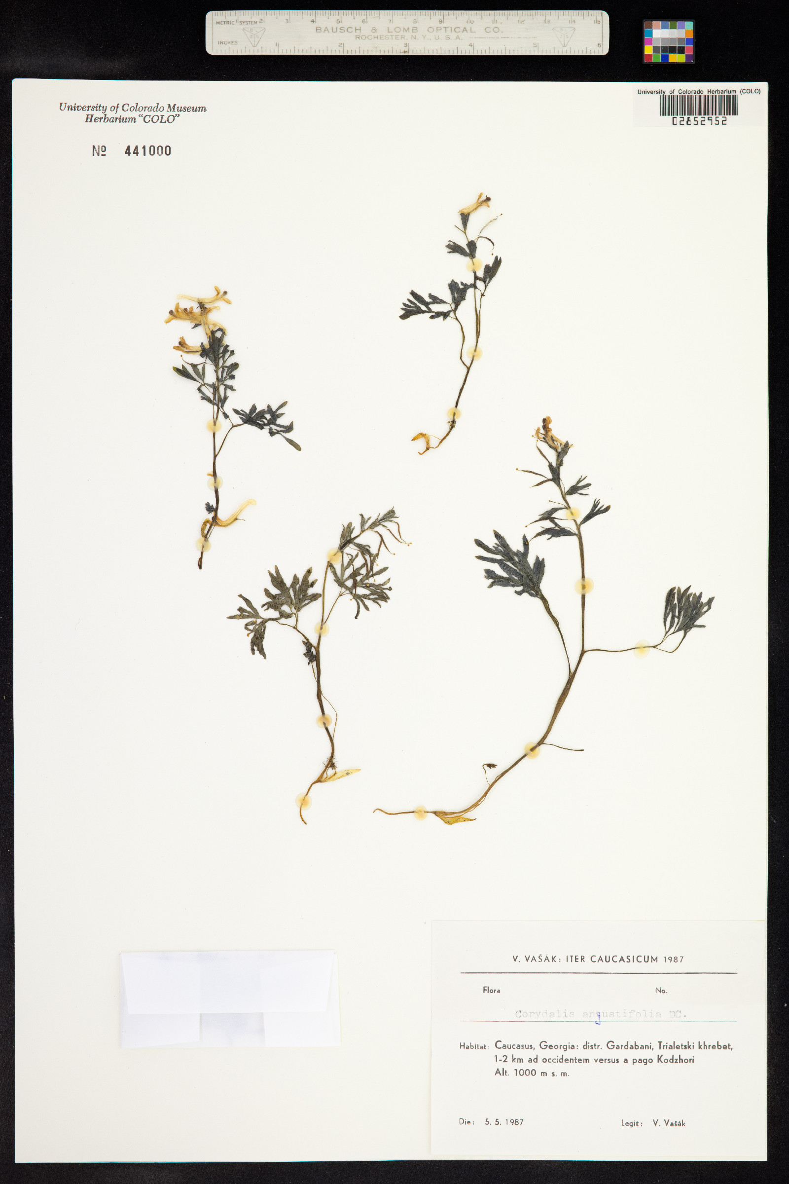 Corydalis angustifolia image