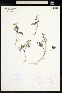 Corydalis angustifolia image