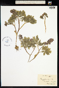 Corydalis solida image