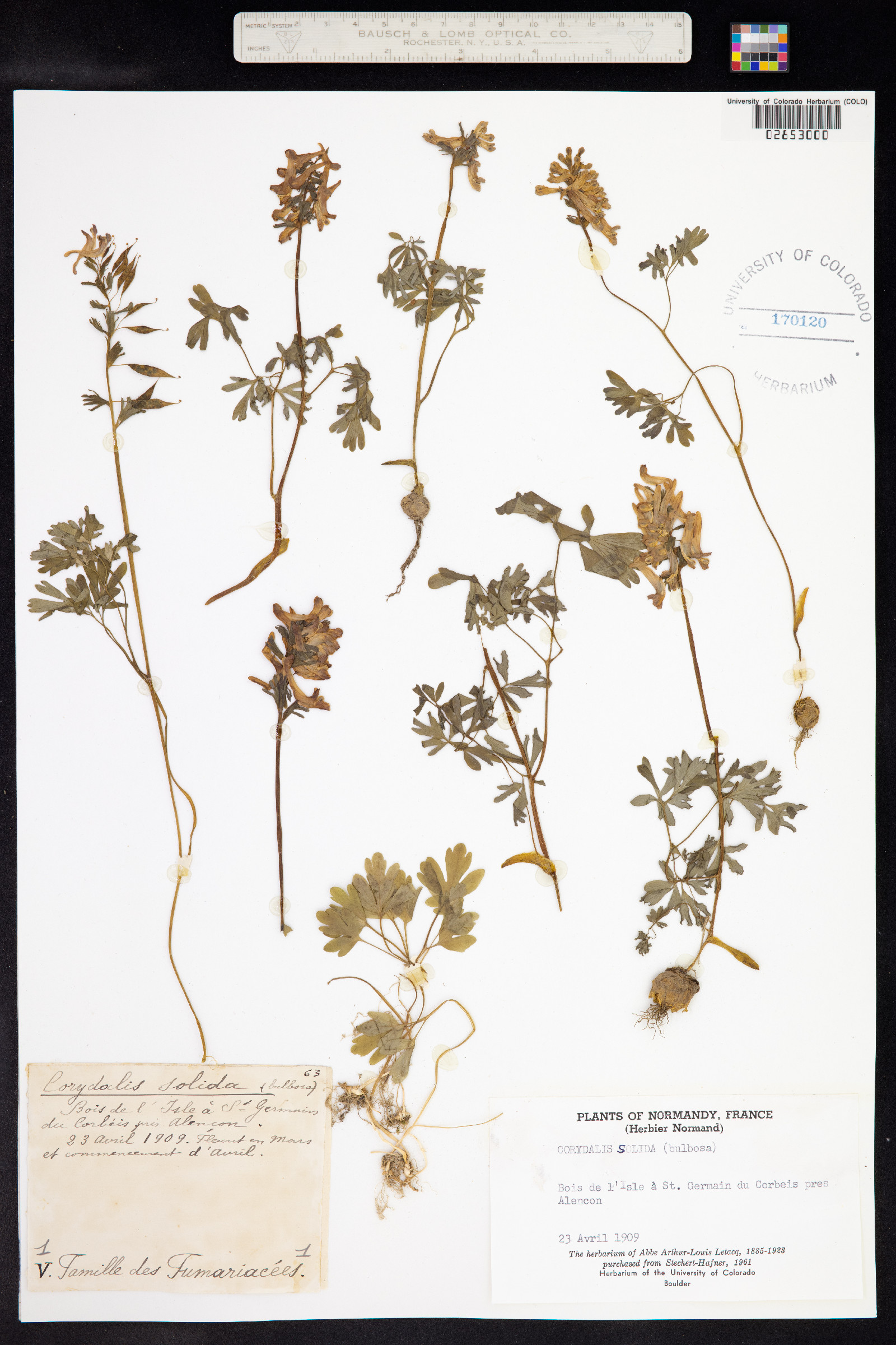 Corydalis solida image