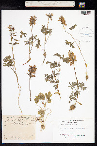 Corydalis solida image