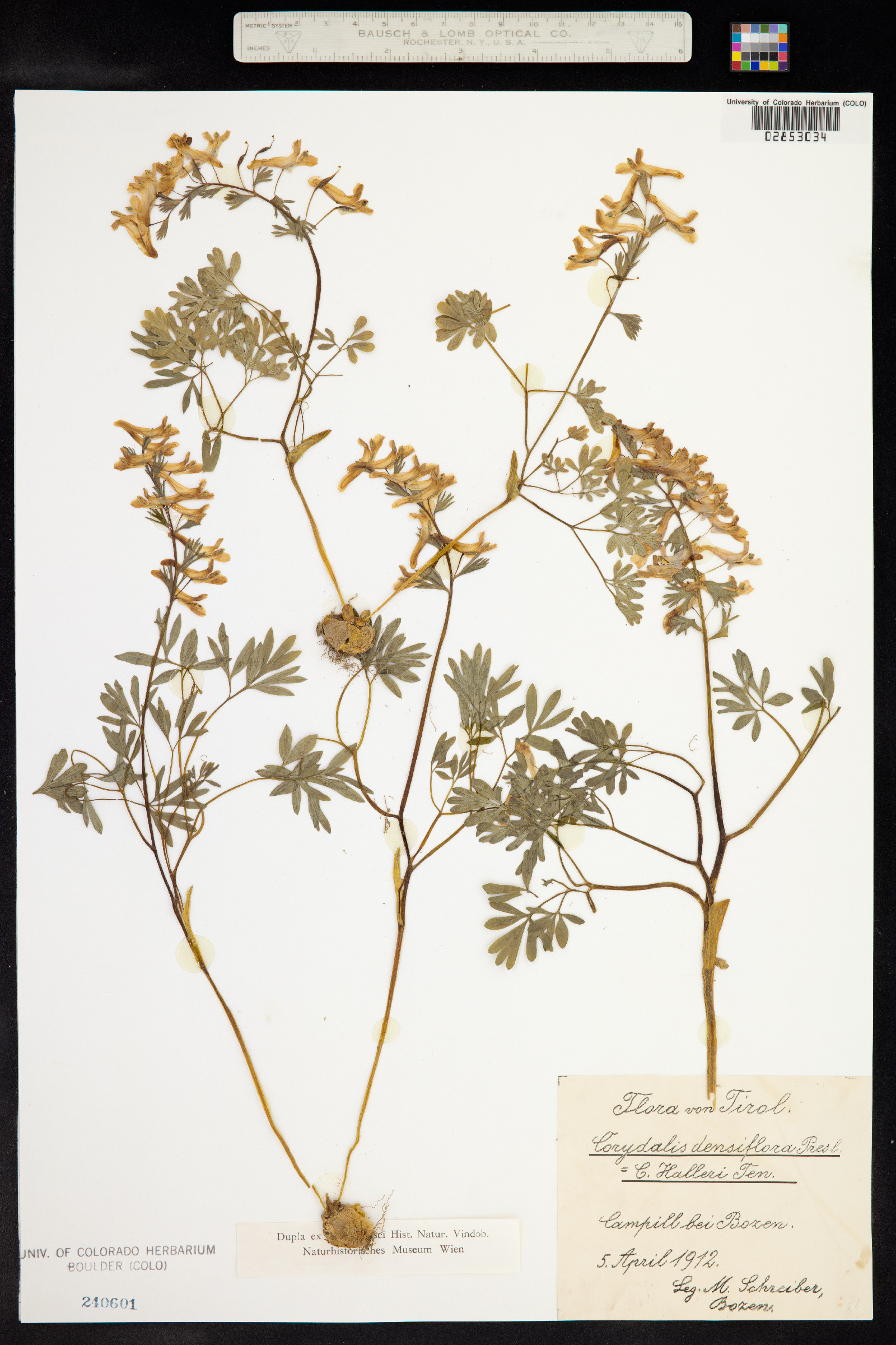 Corydalis solida subsp. densiflora image