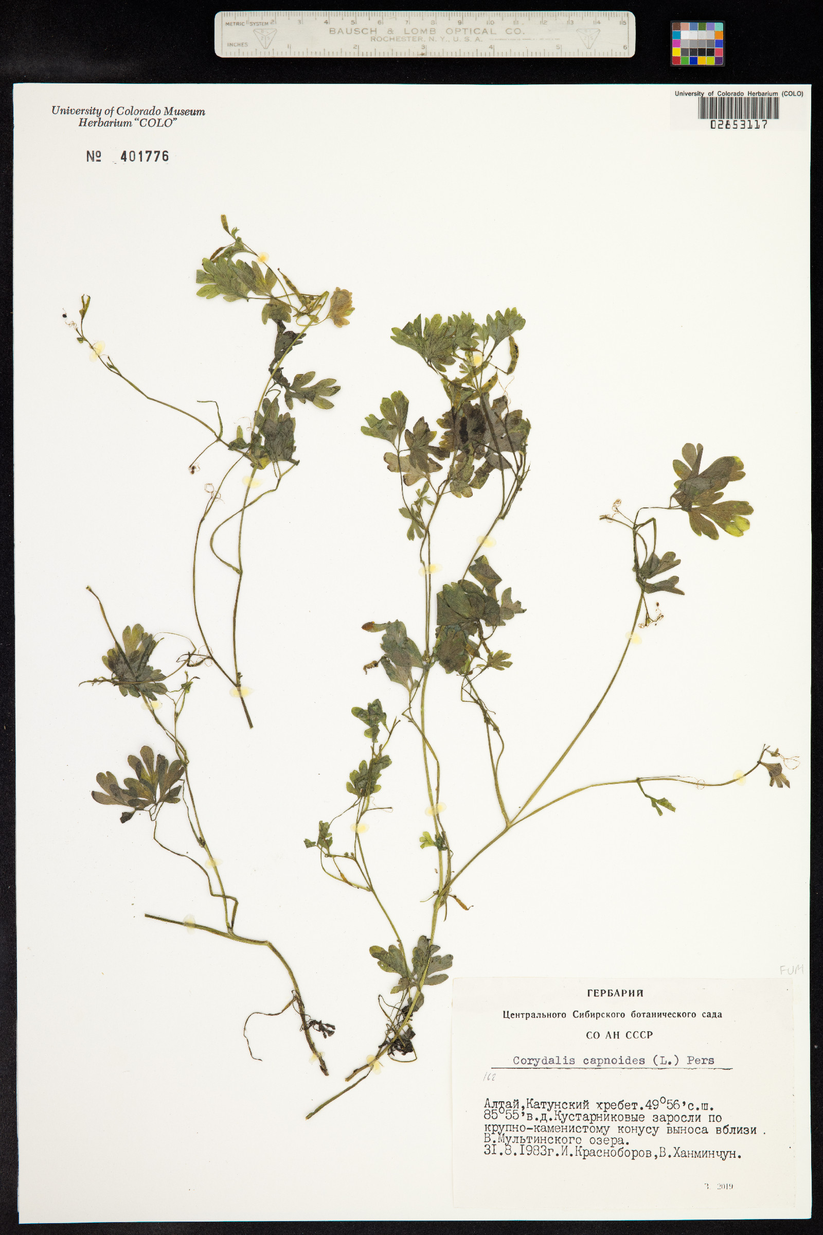 Corydalis capnoides image