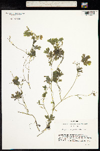 Image of Corydalis capnoides