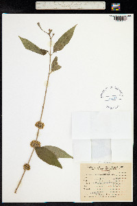 Casearia sylvestris image