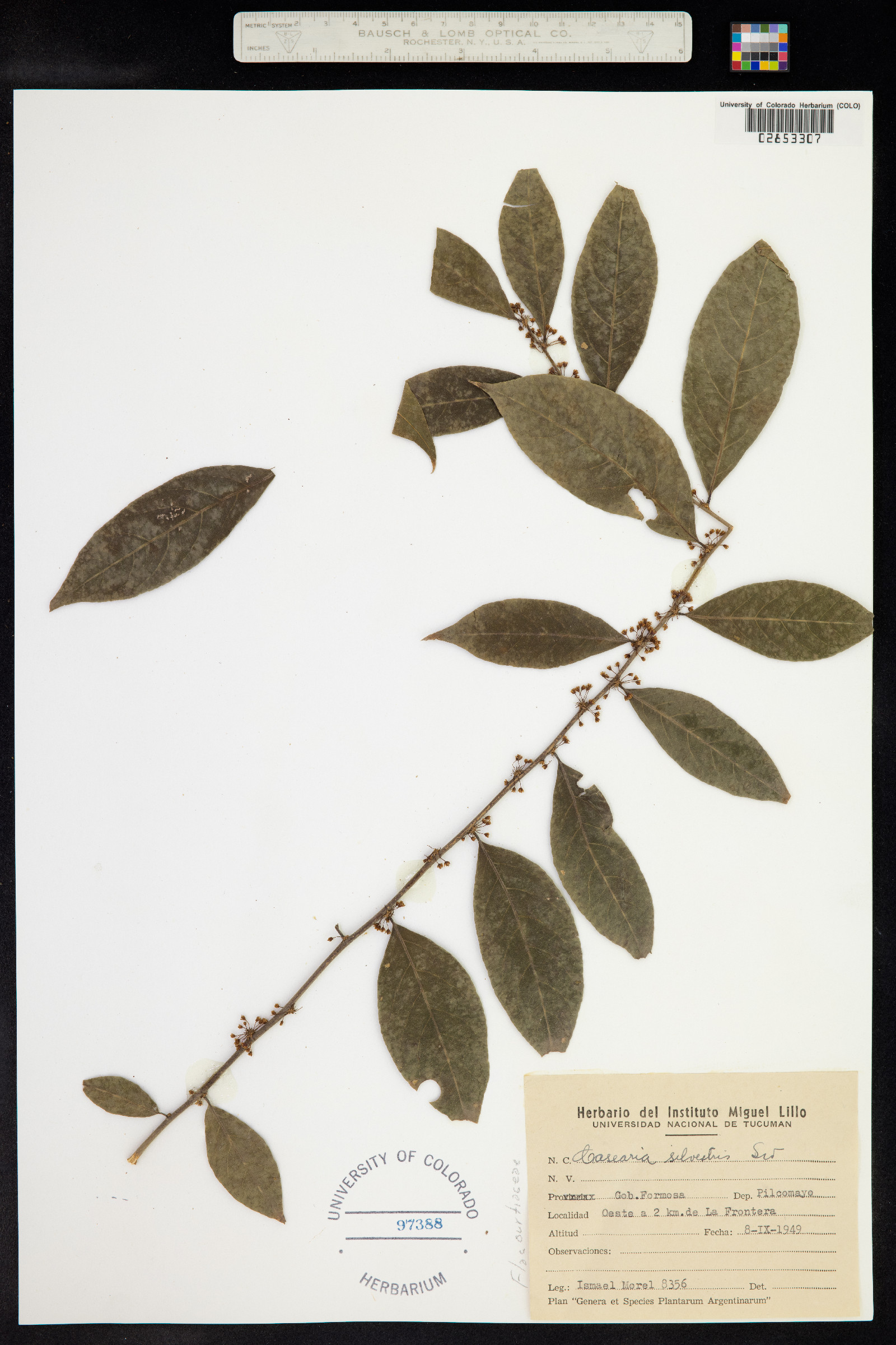 Casearia sylvestris image