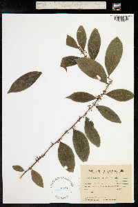 Casearia sylvestris image