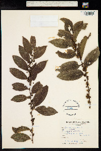 Casearia sylvestris image