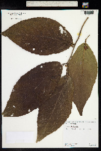 Image of Flacourtia inermis