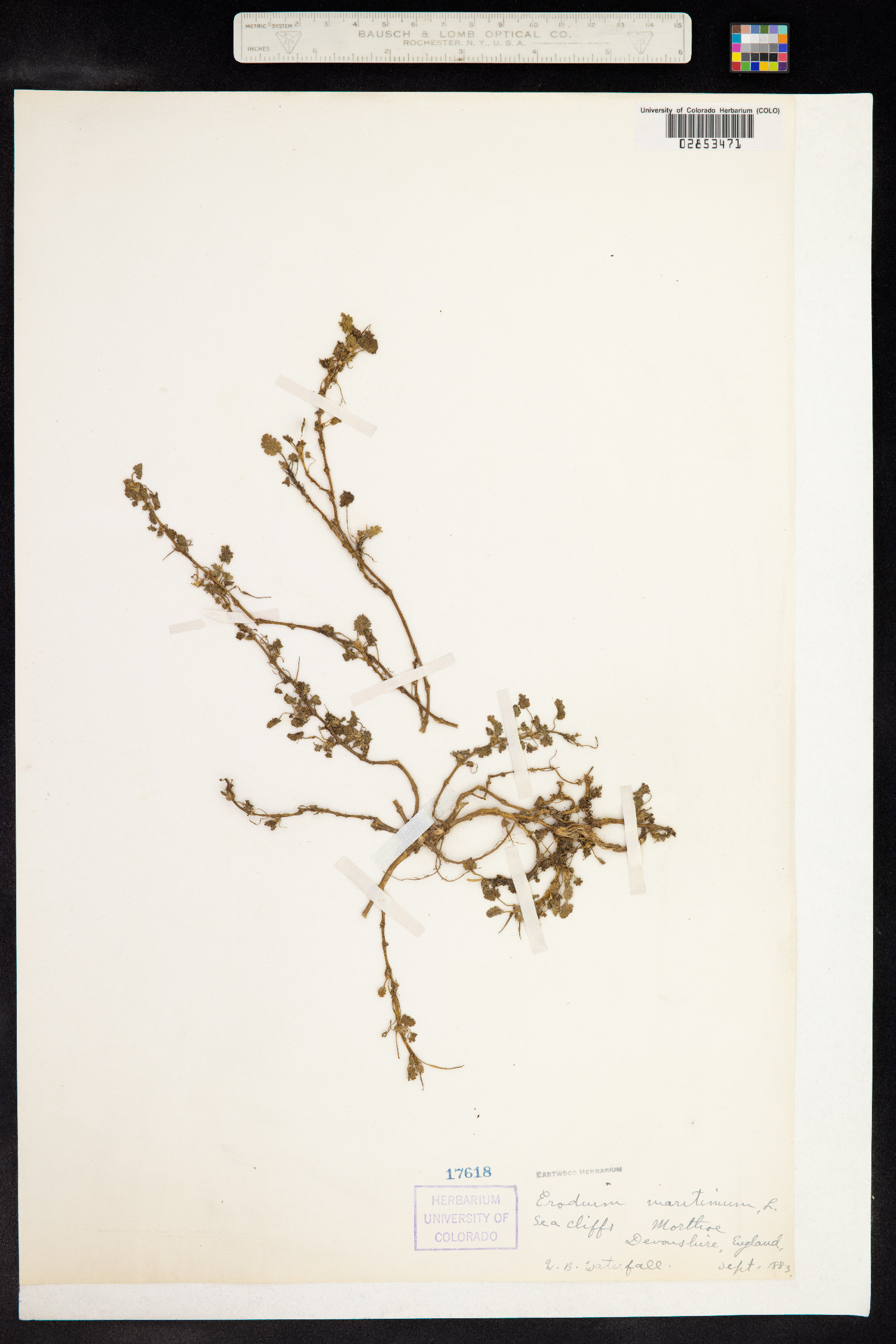 Erodium maritimum image