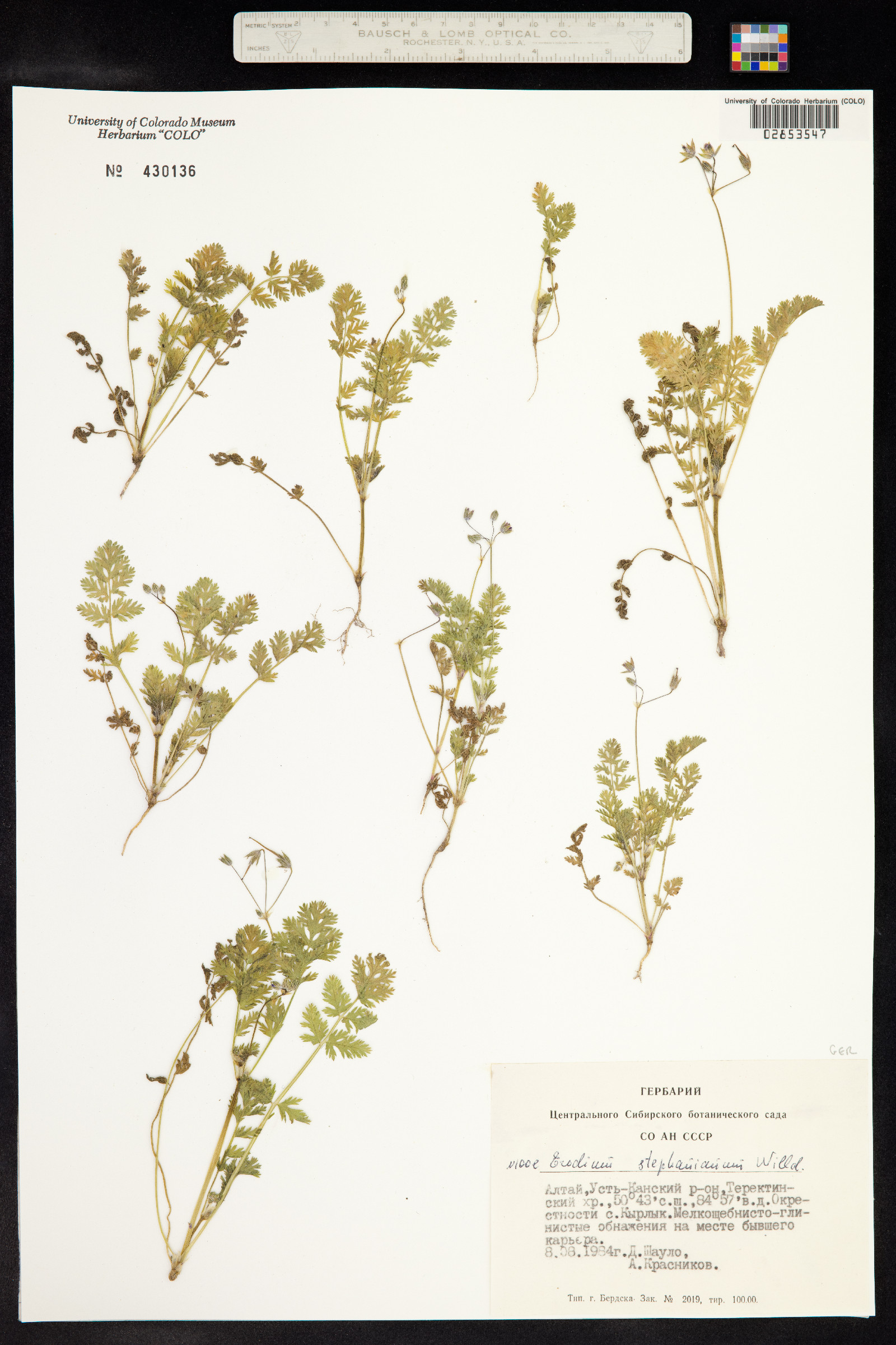 Erodium stephanianum image