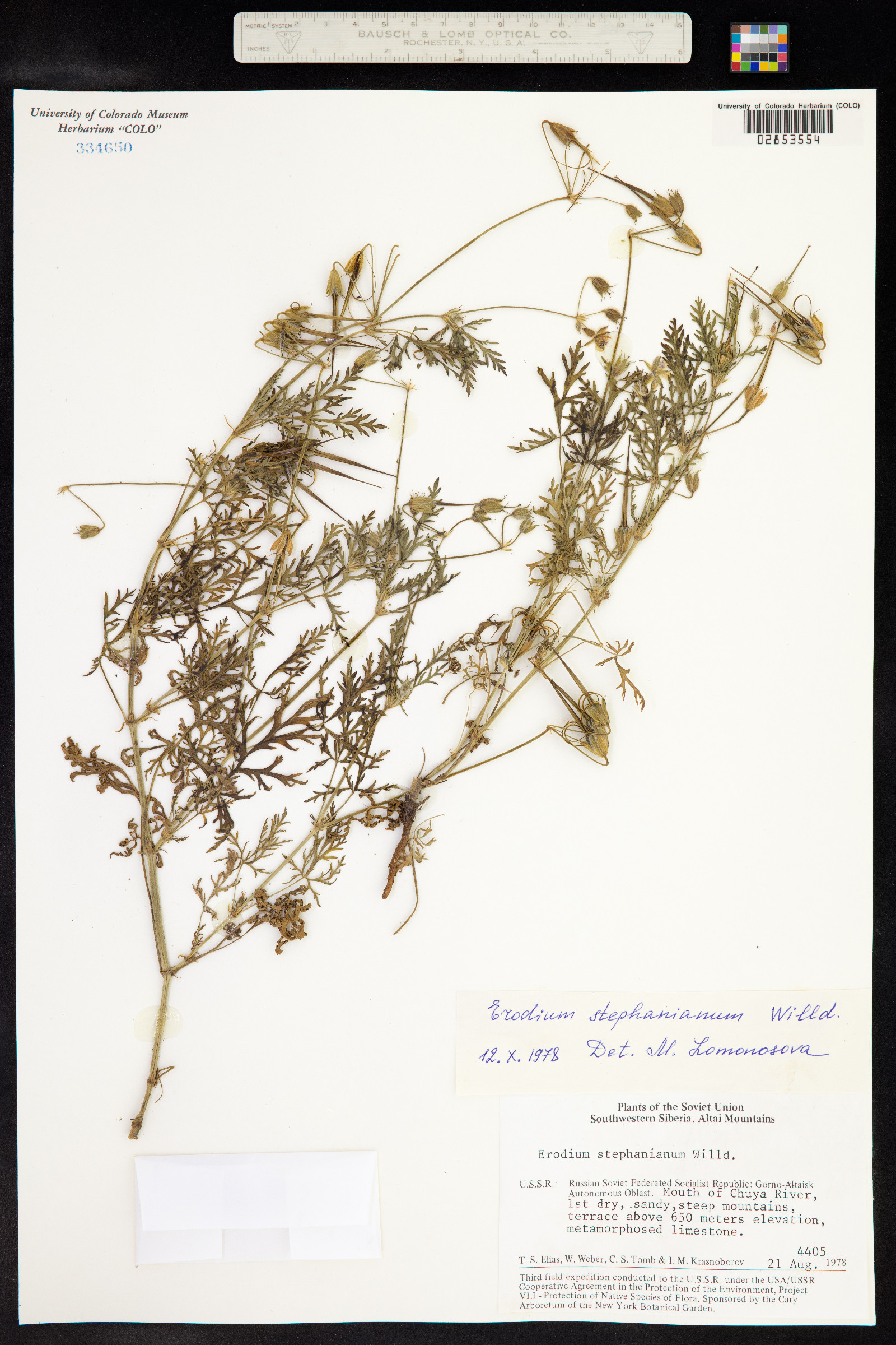 Geraniaceae image