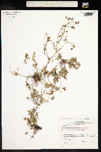 Erodium absinthoides image