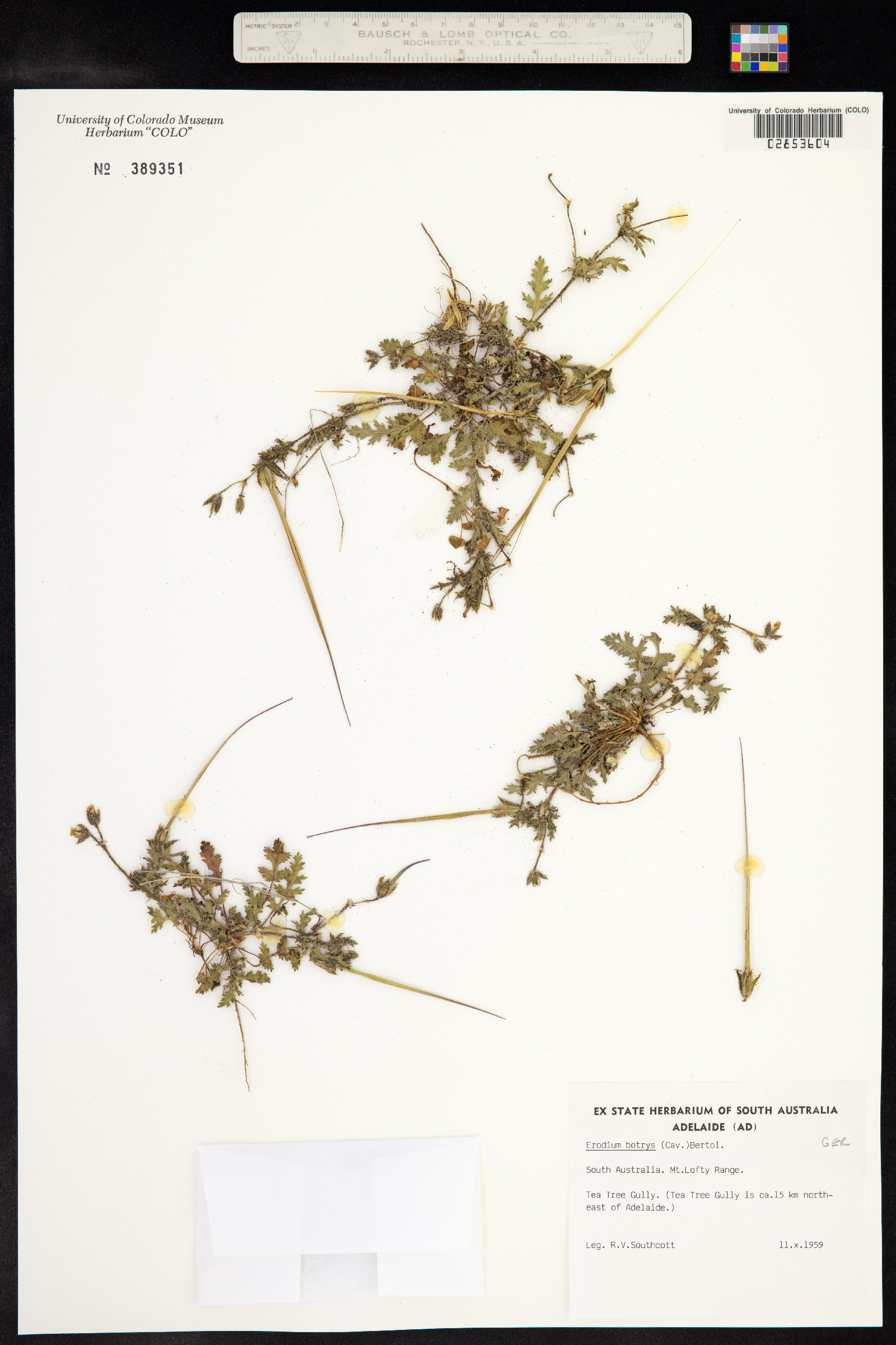 Erodium botrys image