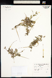 Erodium botrys image