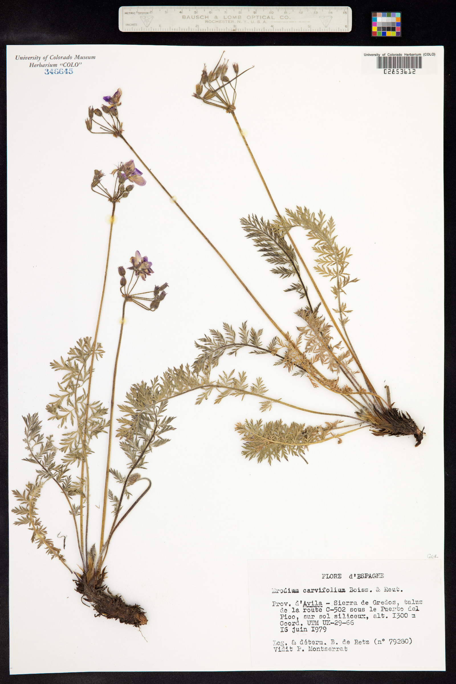 Erodium carvifolium image