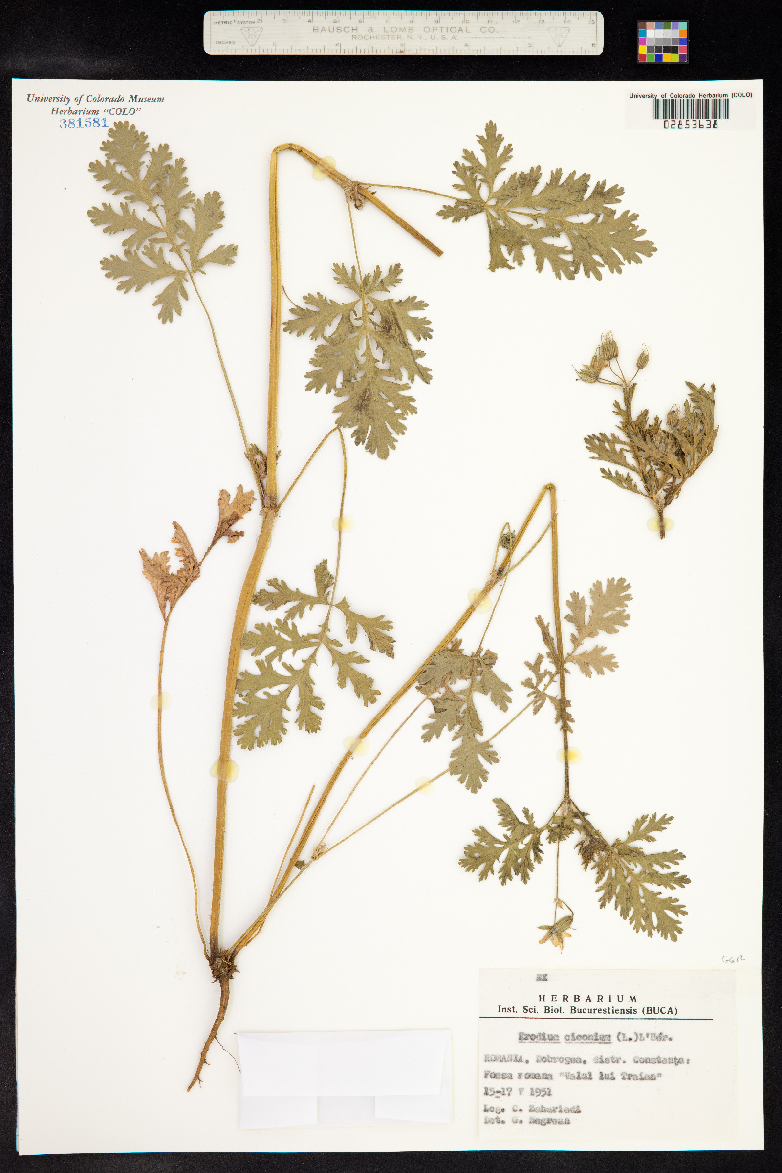 Erodium ciconium image