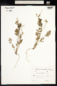 Erodium ciconium image