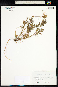 Erodium ciconium image