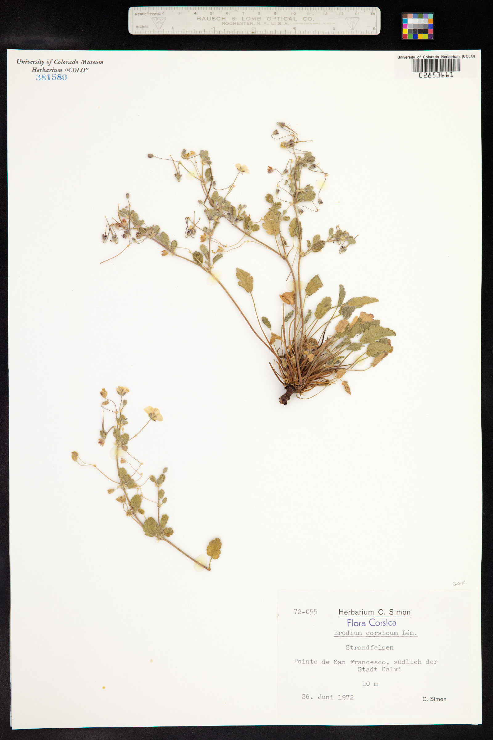 Erodium corsicum image