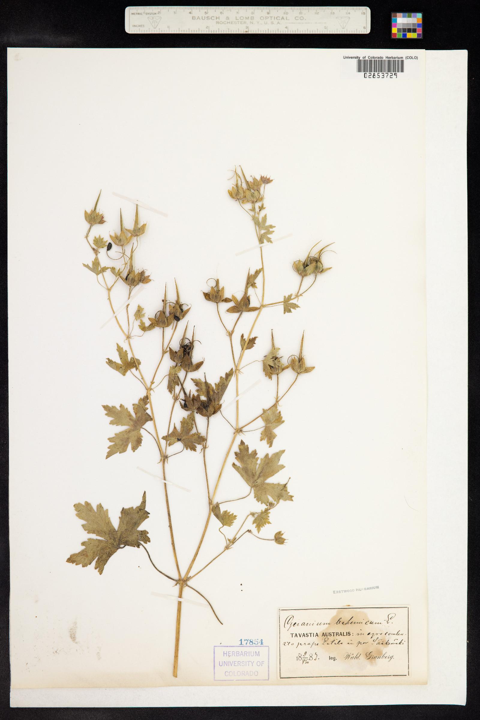 Geranium bohemicum image