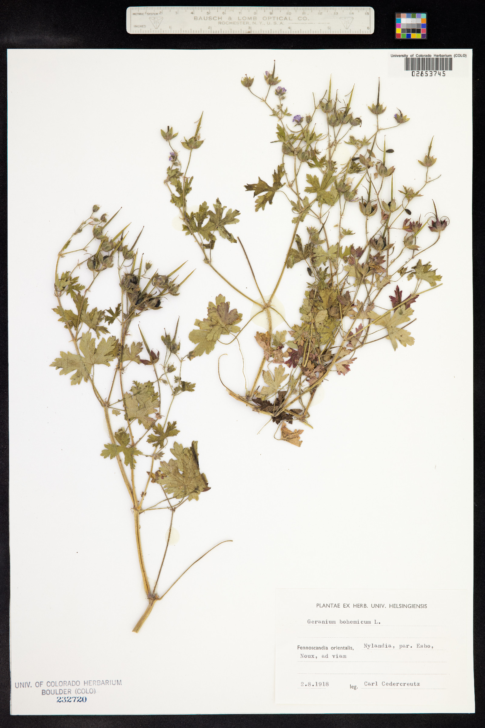 Geranium bohemicum image