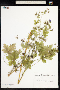 Geranium bohemicum image