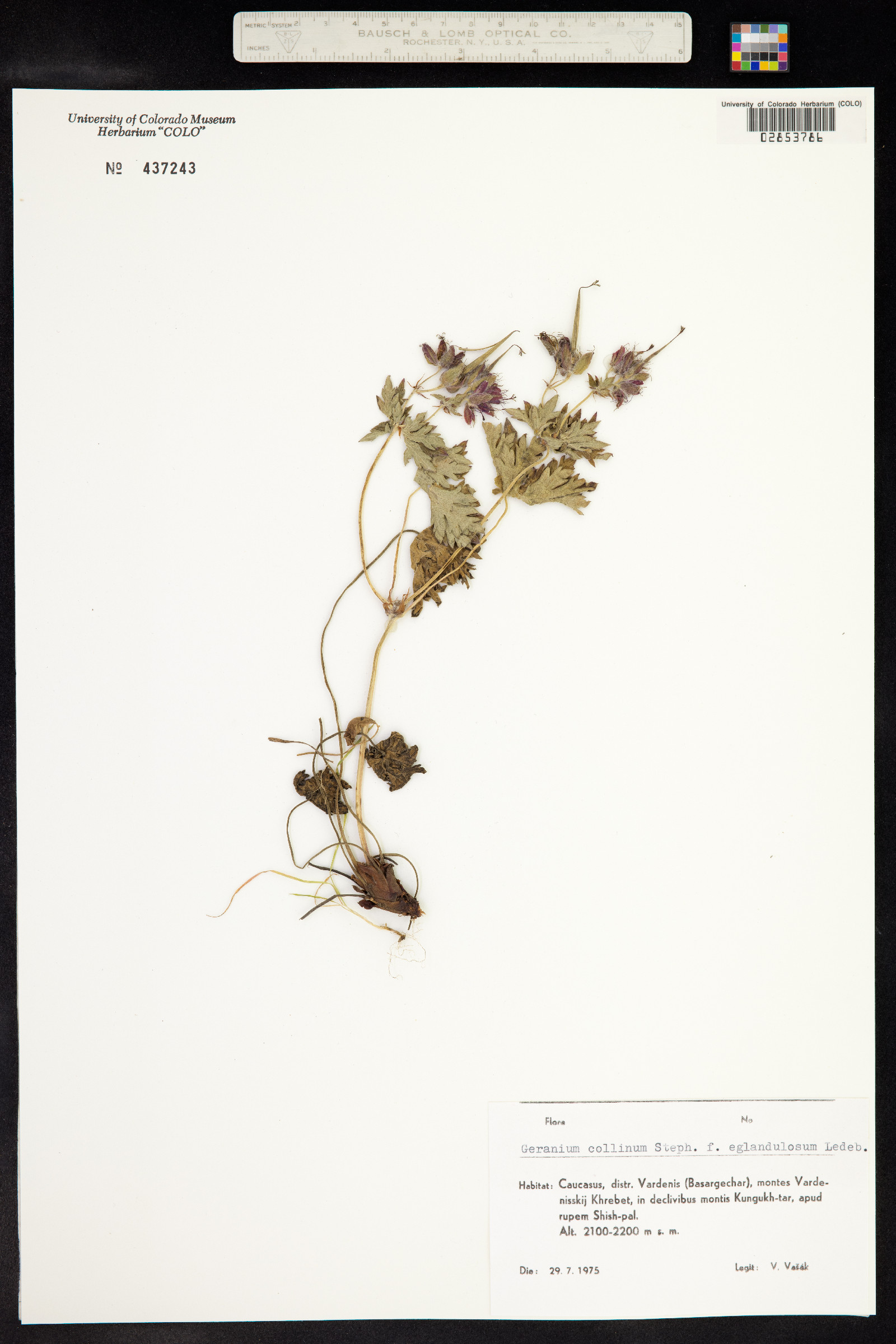 Geranium collinum image