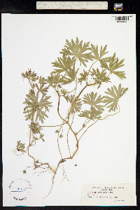 Geranium dissectum image