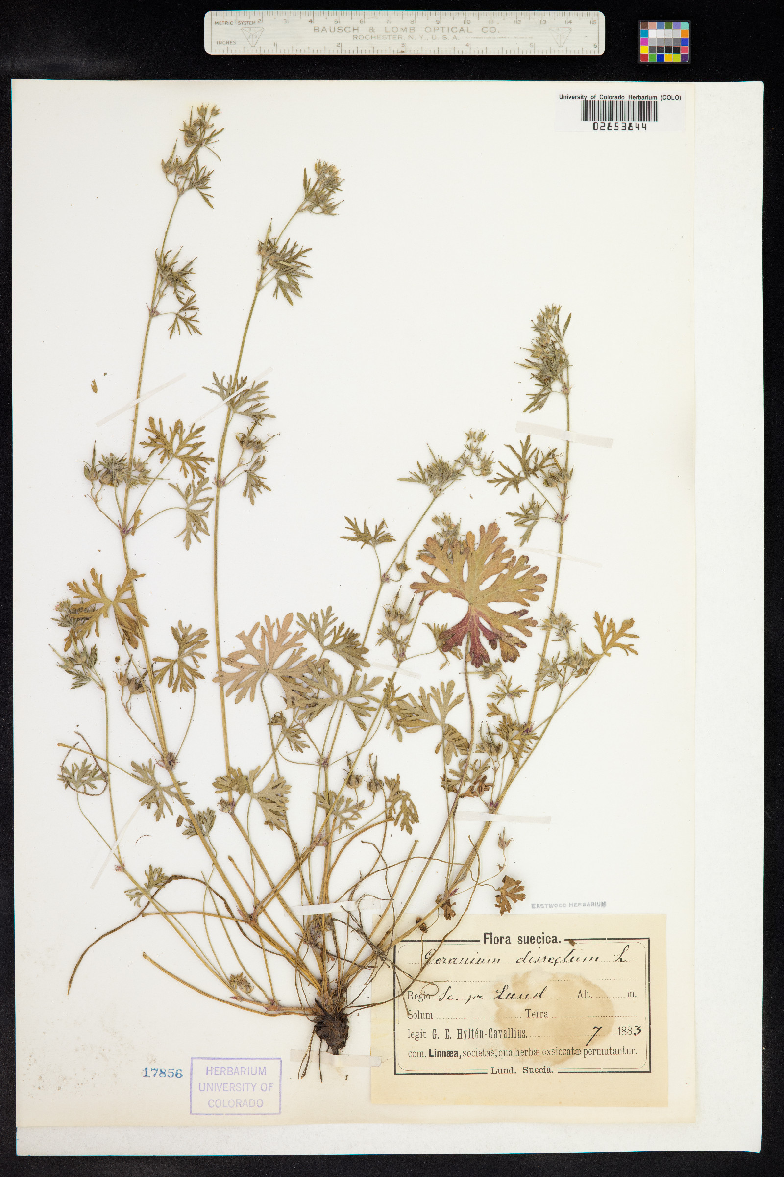 Geranium image