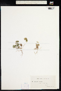 Geranium dissectum image