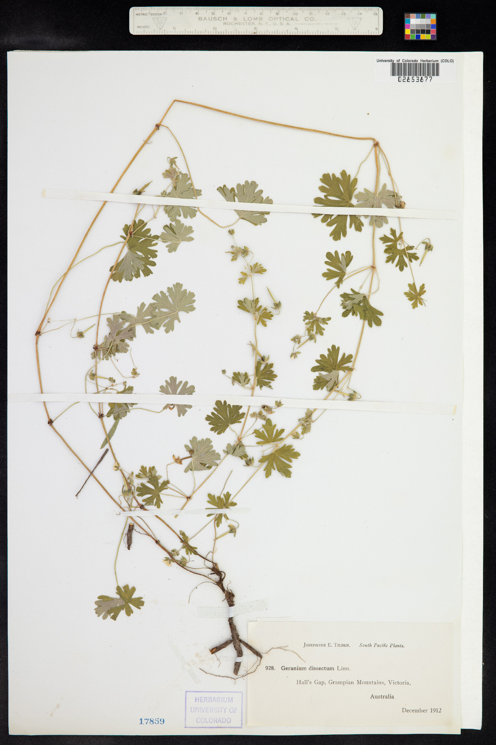 Geranium dissectum image