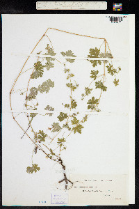 Geranium dissectum image