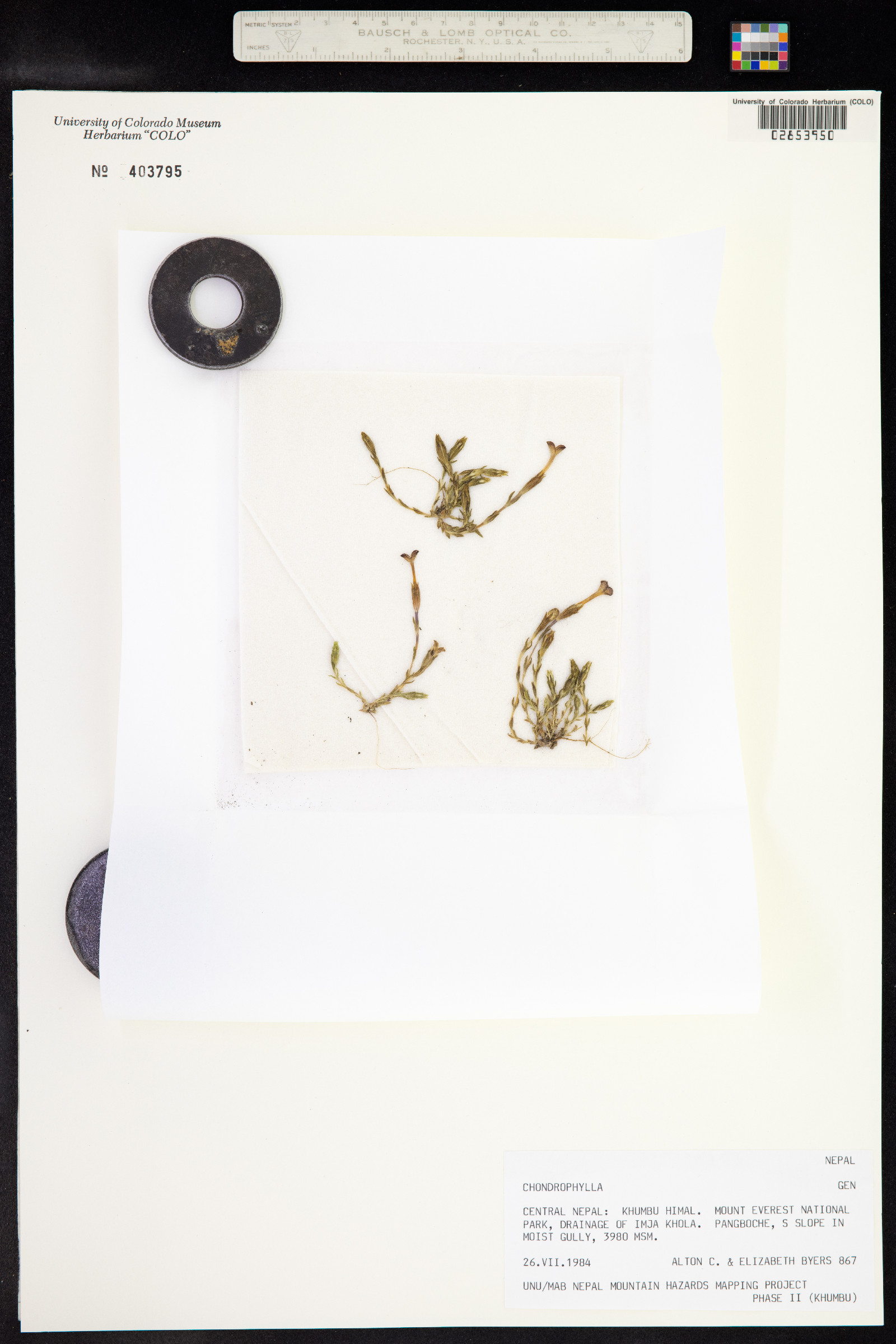 Chondrophylla image