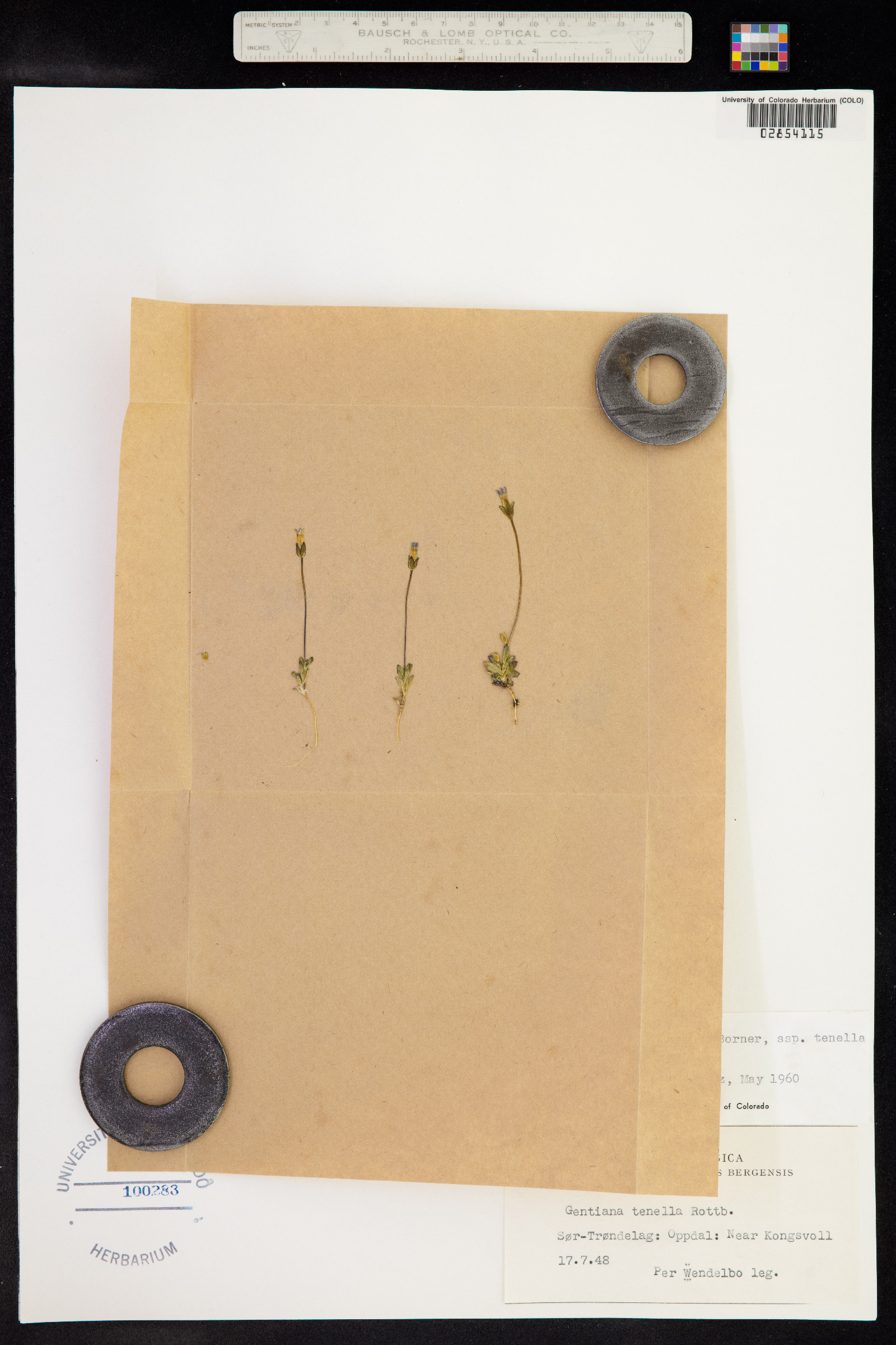 Comastoma tenellum image