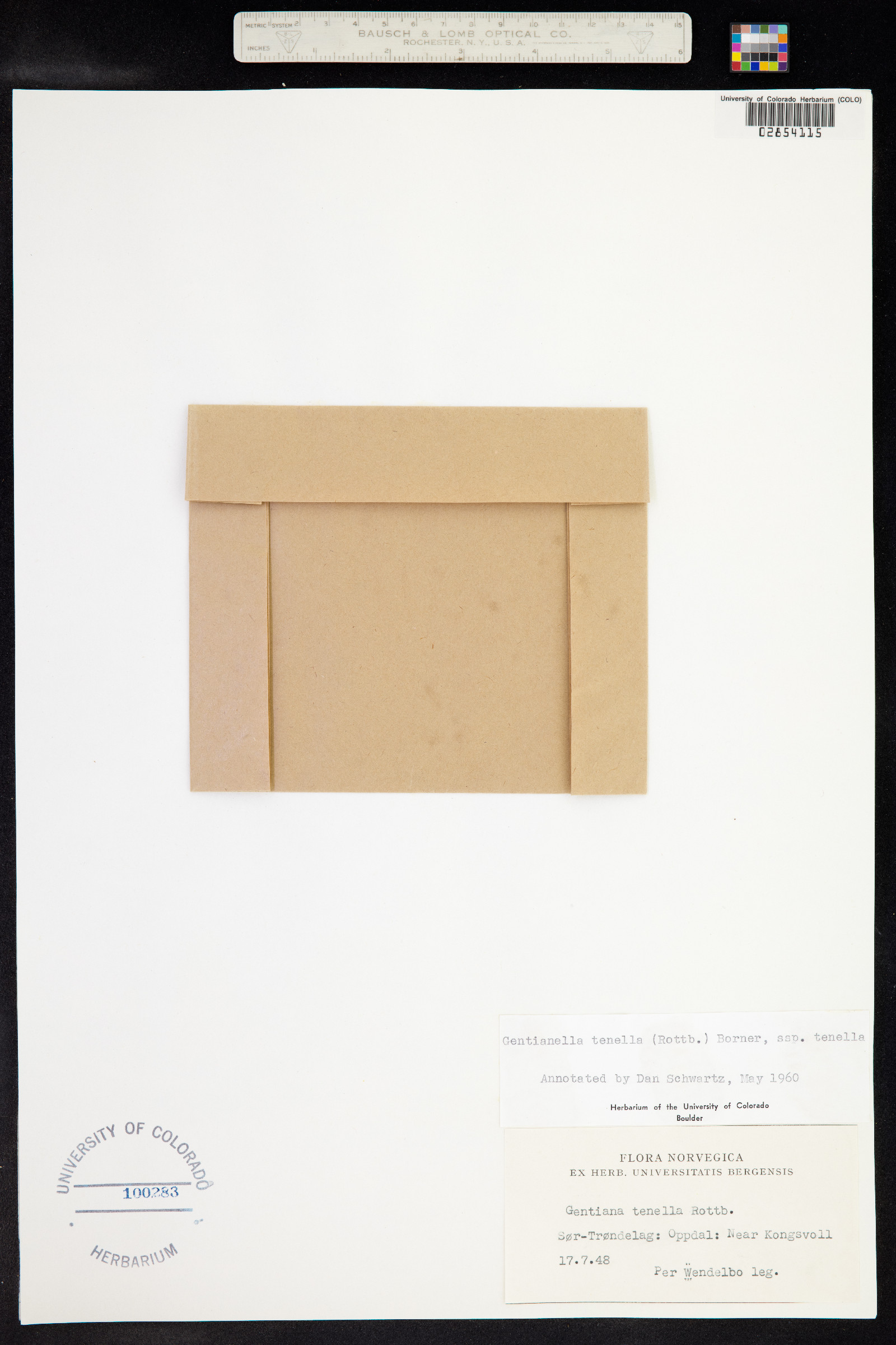 Comastoma image