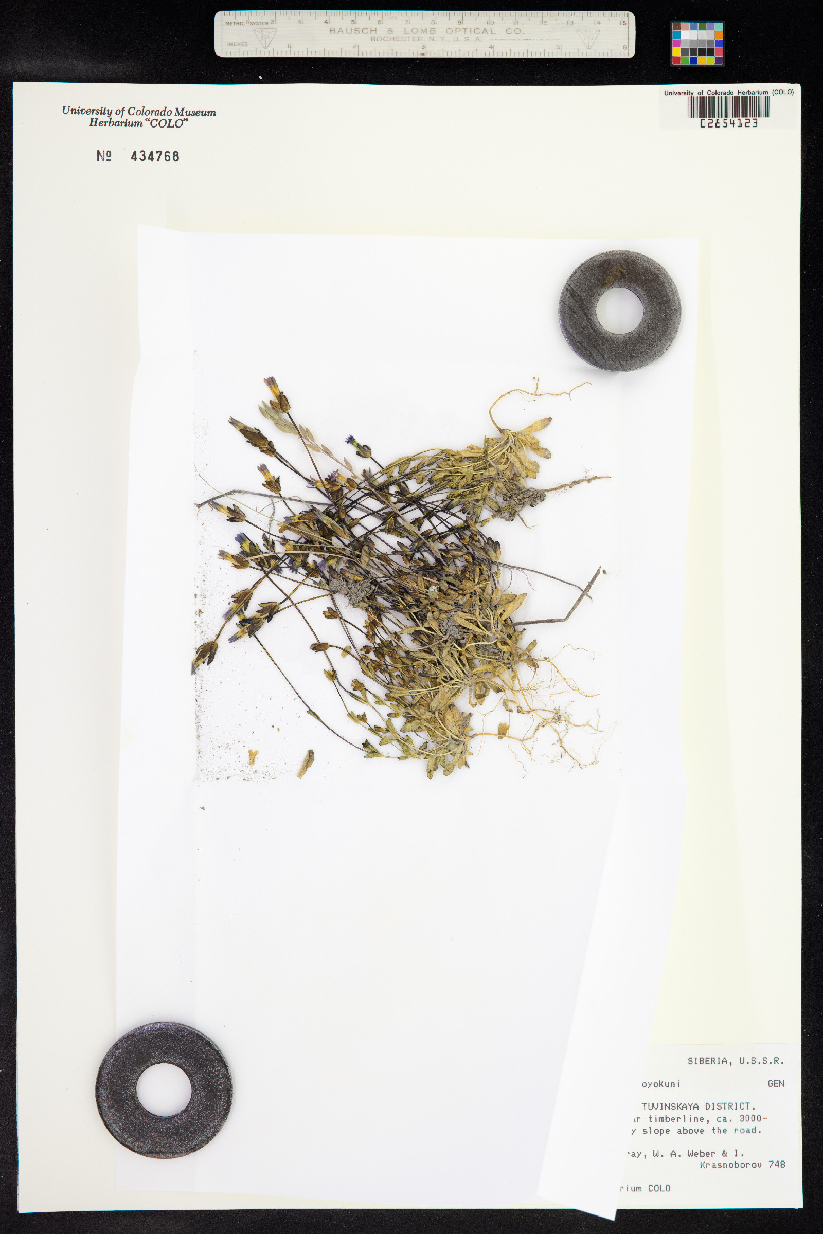 Comastoma tenellum image