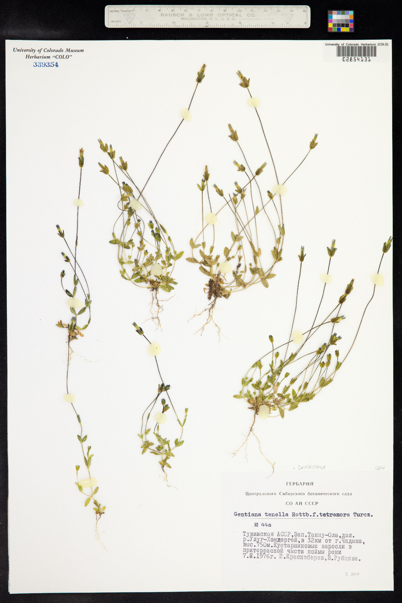 Comastoma tenellum image