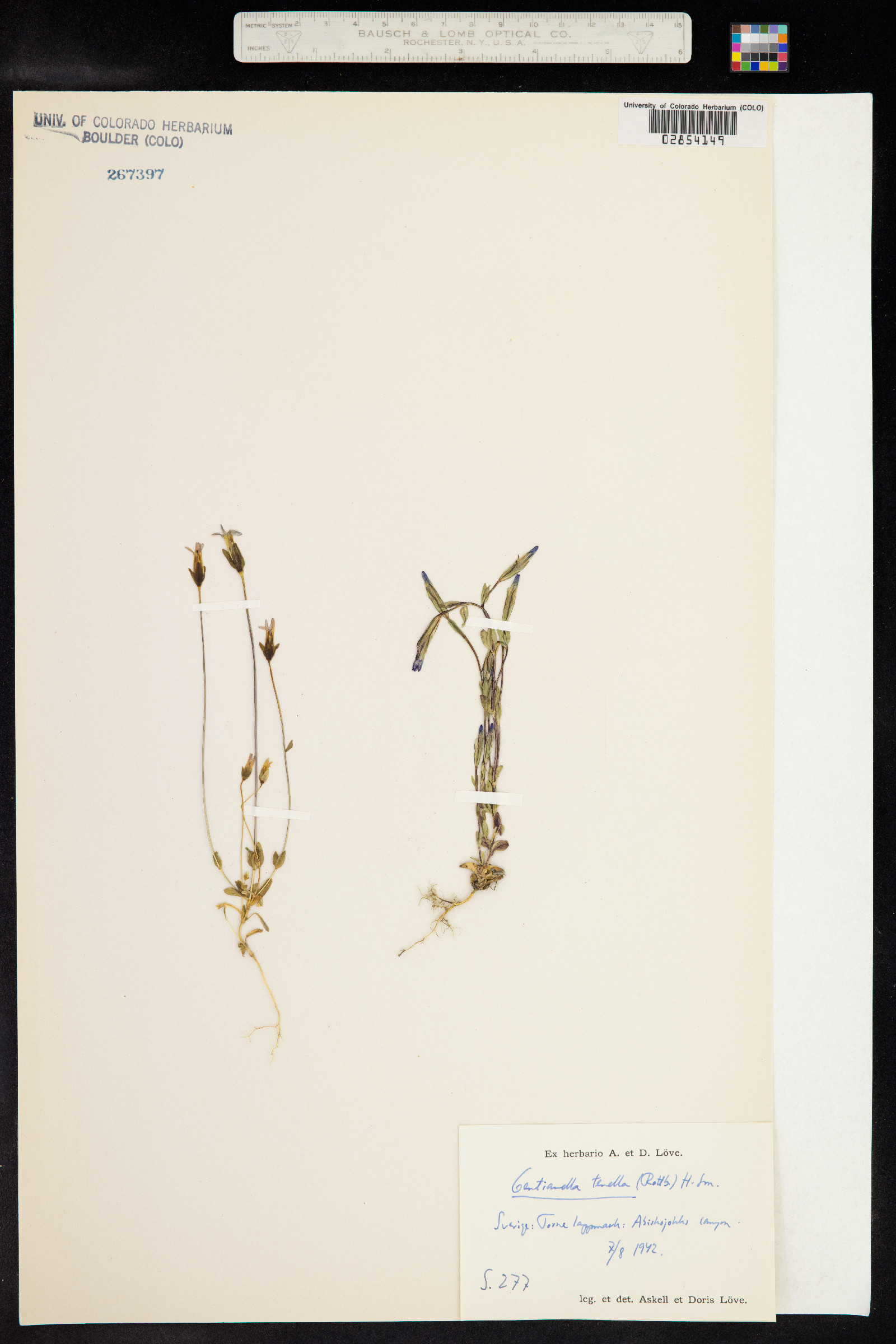 Comastoma tenellum image